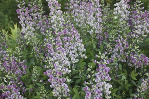 Baptisia 'Plum Rosy' 